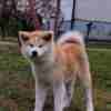 Japanese Akita Inu puppies photo 9