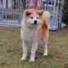 Japanese Akita Inu puppies photo 11
