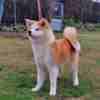 Japanese Akita Inu puppies photo 12