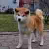 Japanese Akita Inu puppies photo 14