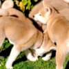 Japanese Akita Inu puppies photo 15
