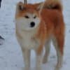 Japanese Akita Inu puppies photo 16