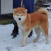 Japanese Akita Inu puppies photo 17