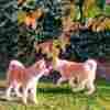 Japanese Akita Inu puppies photo 19