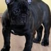 French Bulldog puppies for sale photo 1