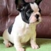 French Bulldog puppies for sale photo 3