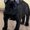 French Bulldog puppies for sale photo 4