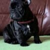 French Bulldog puppies for sale photo 5