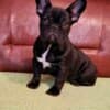 French Bulldog puppies for sale photo 7
