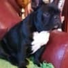 French Bulldog puppies for sale photo 8