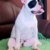 French Bulldog puppies for sale photo 9