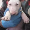 Standard Bull Terrier puppies photo 1