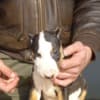 Standard Bull Terrier puppies photo 2