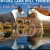Standard Bull Terrier puppies photo 3