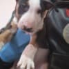 Standard Bull Terrier puppies photo 4