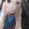 Standard Bull Terrier puppies photo 5