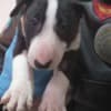 Standard Bull Terrier puppies photo 6