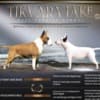 Standard Bull Terrier puppies photo 7