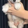 Chinese Crested Dog Puppies photo 1