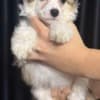 Chinese Crested Dog Puppies photo 2