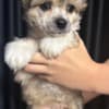 Chinese Crested Dog Puppies photo 3