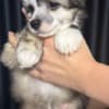 Chinese Crested Dog Puppies photo 4