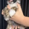 Chinese Crested Dog Puppies photo 5