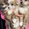 Chinese Crested Dog Puppies photo 6