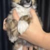 Chinese Crested Dog Puppies photo 7