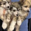 Chinese Crested Dog Puppies photo 8