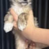 Chinese Crested Dog Puppies photo 9
