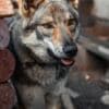 Czechoslovakian Wolfdog Puppies photo 1