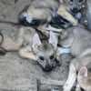 Czechoslovakian Wolfdog Puppies photo 2