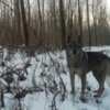 Czechoslovakian Wolfdog Puppies photo 3