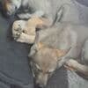 Czechoslovakian Wolfdog Puppies photo 4