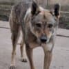 Czechoslovakian Wolfdog Puppies photo 5