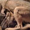 Czechoslovakian Wolfdog Puppies photo 6