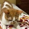 Harlequin Tabby Domesticado photo 1
