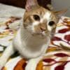 Harlequin Tabby Domesticado photo 2