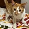 Harlequin Tabby Domesticado photo 3