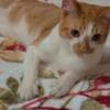 Harlequin Tabby Domesticado photo 4