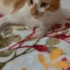 Harlequin Tabby Domesticado photo 5