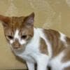 Harlequin Tabby Domesticado photo 6