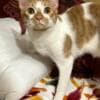 Harlequin Tabby Domesticado photo 7