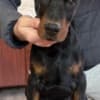 Doberman photo 1