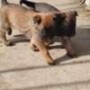 Belgian Malinois Shepherd puppies photo 1