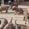 Belgian Malinois Shepherd puppies photo 3