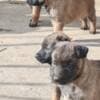 Belgian Malinois Shepherd puppies photo 4