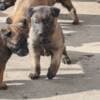 Belgian Malinois Shepherd puppies photo 5