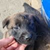Belgian Malinois Shepherd puppies photo 6